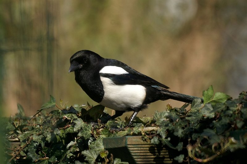 Ekster 05